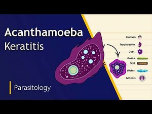 Acanthamoeba castellanii – Structure, Life Cycle, Pathogenicity, and Importance | Biology Goal