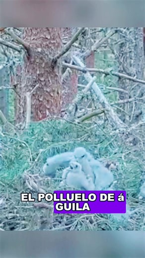 War in the Bird's Nest: A Wildlife Battle