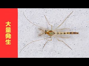 【梅雨前後の大量発生に注意！】小さな飛ぶ虫（クロバネキノコバエ・ユスリカなど）を家に入れないための４つの対策と、プロの駆除依頼先！