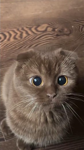 CORE_BEAST : Unit_Cat // Fatal Cuteness Protocol! 🐯👁️ (ENTRY_X)