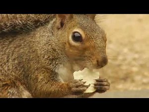 The Secret Life of Squirrels: Anatomy and Adaptations