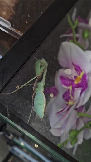 Exploring the Giant Asian Mantis 💚