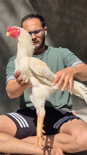 Top quality old blood line noorii tikra mashine gunn 🔥💪@buntypehelwan8260🏆🇮🇳