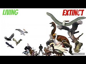 Living vs extinct bird size comparison