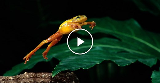The Science Behind a Frog’s Leap
