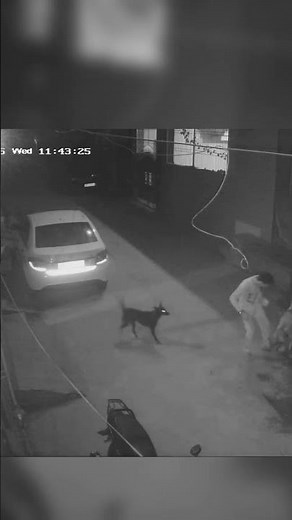 dog ran away with teddy #shortvideo #animallife #straydog #viral #funny #streetdog #love #wilddog