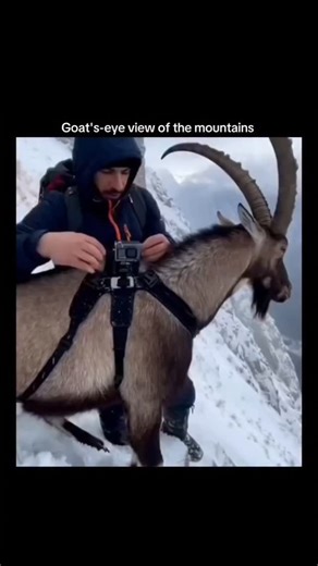 Neone Explain | The post features a 24-second POV clip where a man mounts a camera on a mountain goat’s horns, capturing the animal sprinting up rugged... | Instagram