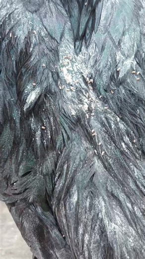 Understanding Aseel Farm and Account Management