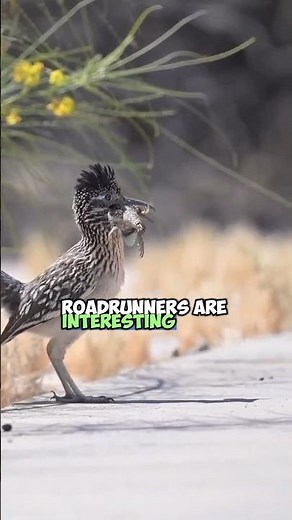 The Fascinating World of Roadrunners: Unique Birds Feeding on Snakes and Reptiles in the Desert