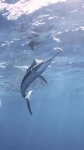 How do the marlins hunt? Marlins use their bill to typically injure or stun prey then will turn away for a split second and return for the final bite!” 📹: @danny_mako & @tannerunderwater #fish #marlin #ocean #underwater #scubadiving | Ocean Lovers United