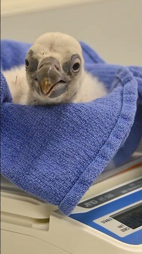 🚨HISTORIC HATCHING!🚨 - L.A. Zoo Welcomes Cape Vulture Chick