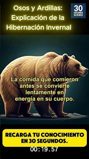 Osos y Ardillas: Explicación de la Hibernación Invernal