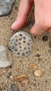 The Petoskey Stone is Michigan's state stone. It's a fossilized coral called Hexagonaria. | Michigan Rocks
