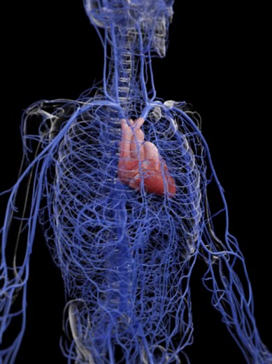 Every major vein in the human body. The low-pressure return network that brings blood back to the heart. Link in bio. All animations created using SciePro 3D anatomy models. #VenousSystem #Anatomy #MedicalAnimation #LearnOnTikTok #SciePro