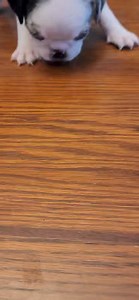 5.9K views · 310 reactions | Yesterday the puppies were 5 wks old. They got their first taste of hamburger. Don't worry, it was the good stuff. I didn't video it, but everyone else got a little ball too. I always by 11 lbs and freeze 10 and share the extra! They know too! #pug #pugs #pugpartyplusone #koipugs #merlepugs #pandapugs #puppies #pugpuppies | Pug Party Plus One | Facebook