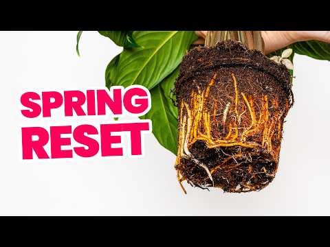 Do This In Spring And Your Plants Will Thrive