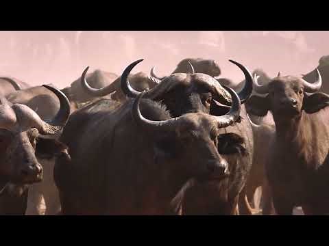 Lion Killed By The Strongest Buffalo Ever