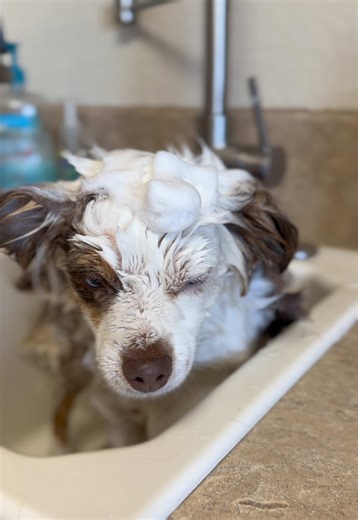 Little stinker 😂 #toyaussie #puppytiktok #cute #australianshepherd #dogs