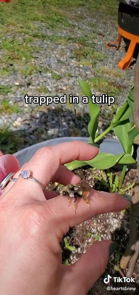 could hear a frantic buzzing for a good 20 minutes and finally found him trapped in a tulip 🌷 #beesoftiktok #pollinator #freethebee #getbywithalittlehelpfrommyfriends #naturelove #nature token #vancouverisland