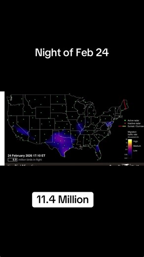 Understanding Bird Migration and Ducks in February