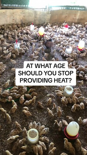 #brooder #spacesavingbrooder #theactuaryfarmer #kenyansinusa #farm #farmlife #garden #gardening #kenyansinusa🇺🇸 #money #business #dayoldchicks #poultry #farming #FarmLife #ChickensOfTikTok #kenyansinuk🇬🇧🇬🇧 #businesstalk #chickens #kenyansinqatar #tiktokviral #fyp #fypシ #fypシ゚viral