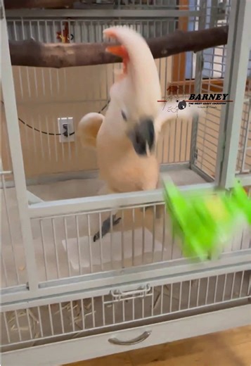 Barney the West Coast Cockatoo and Dino's Playtime