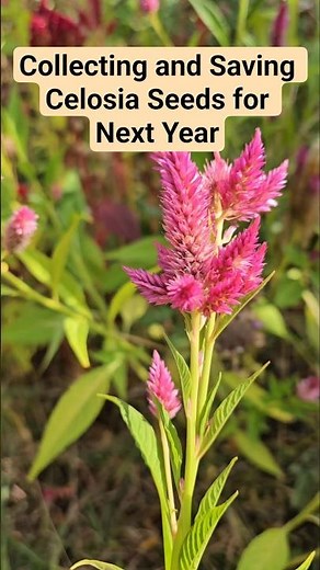 Collecting and saving Celosia Seeds for Next Year's Cut Flower Garden