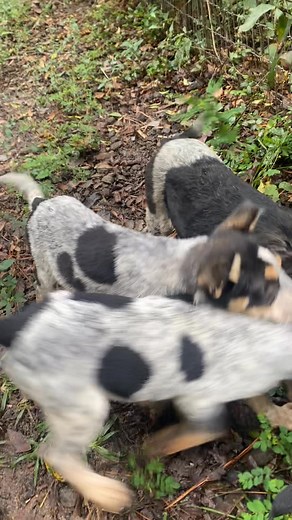 Swamp Dogs Farm and Rabbitry on Reels