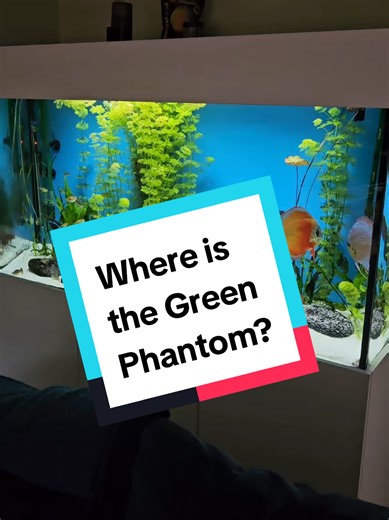 Where is the Green Phantom Fish?