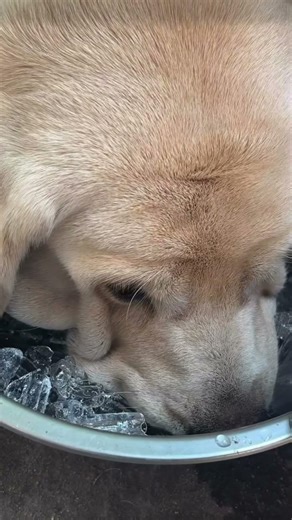 Cool down your dog with ice packs.#cute