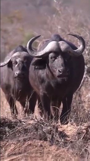 900 Cape Buffalo on the Move | The Black Death Charges with Unstoppable Power! #wildlifeshorts #big5