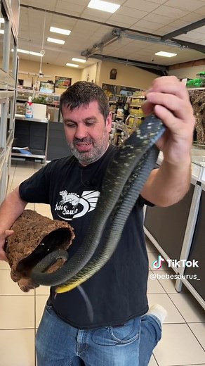 Comprendre la mue des serpents : un aperçu fascinant
