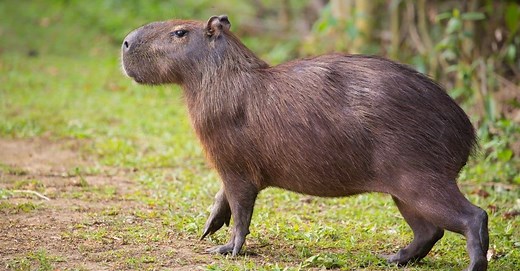 Capybara Location: Where Do Capybaras Live?