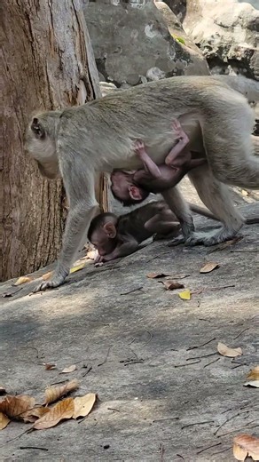 Small a little baby monkey #animals