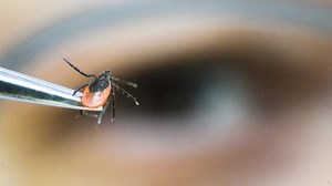 Neuroborreliose nach Zeckenstich: Symptome erkennen und behandeln