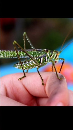 Types of Katydids Part 8 #insects #katydid