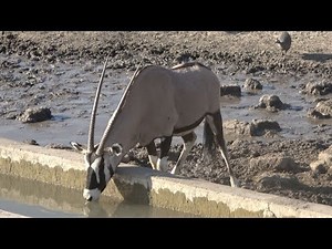 BOWHUNTING In NAMIBIA AFRICA!! {EKUJA SAFARIS}
