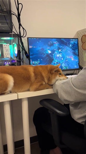 【悲報】ゲーム中の画面、8割見えません。😂 構ってオーラが限界突破したウチの小狗。🎮🐶❤️✨
