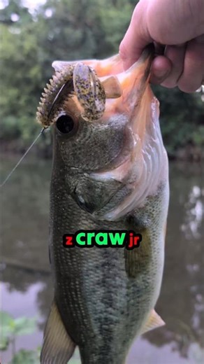 Bass Fishing with Zoom Z Craws! #shorts