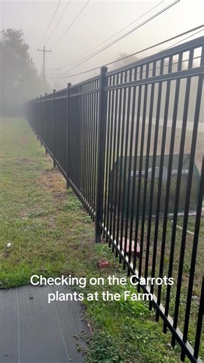 Checking on the Carrots plants at the Farm