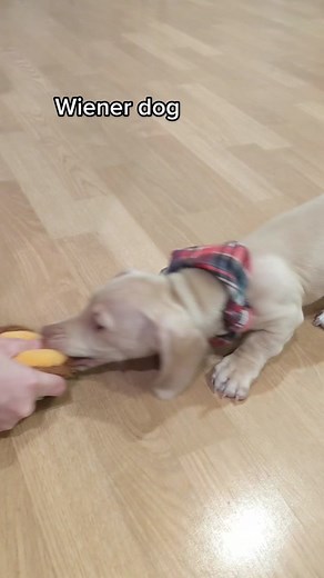 Wiener Dog Skateboarding Fun!