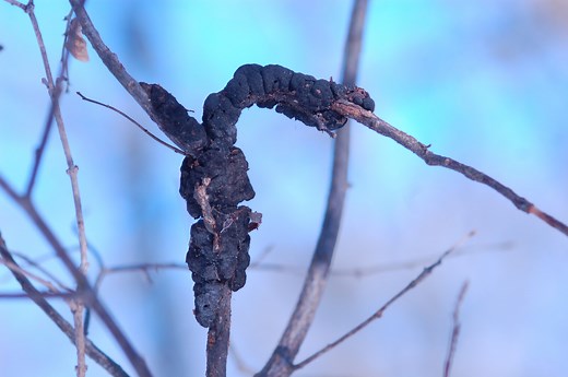 Northland Nature: Black knot a common sight on cherry trees