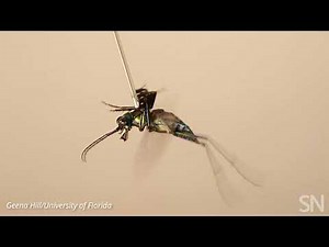Watch a tiger beetle mimic sounds from a toxic moth | Science News