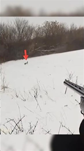 Rabbit Hunt in open area #hunting#rabbit#chase#moose #hunthowdown#harehunting#huntinggame#wildlife