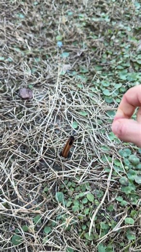Cinnamon on grass this is why insects never invade my home #NaturalPestControl #Hack