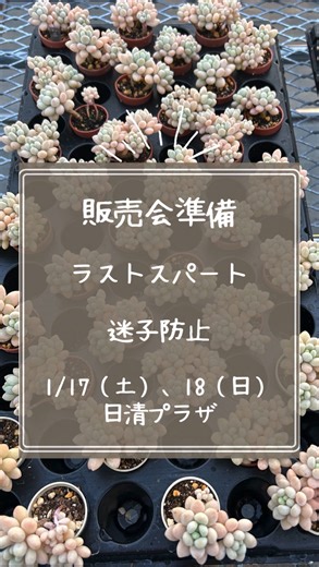 セダムふぁ〜む ナチュ〜ル｜軽トラックのセダム屋さん on Instagram: "「多肉植物は、札が命。」 似ている子たち、すぐ迷子になります。 だから、名前がちゃんと分かるように ひとつひとつ、名札をつけています🌿 販売会の準備も、いよいよラストスパート。 今週末、この子たちを連れていきます。 みしま多肉マルシェ 📍日清プラザ 1階 タリーズコーヒー前 〒411-0838 静岡県三島市中田町9-30 イトーヨーカドー三島店 🗓 2026年1月17日（土）–18日（日） ⏰ 10:00–16:00 どうぞお気軽にお立ち寄りください🌿 #多肉植物 #セダム #販売会準備 #ラベル"