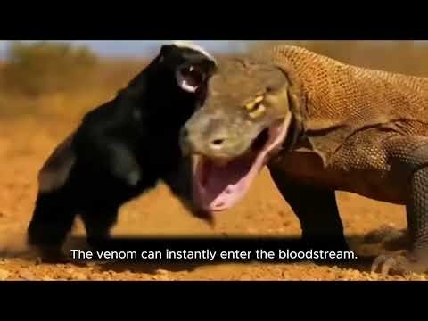 The Most Brutal Battle Ever: Honey Badger vs Komodo Dragon
