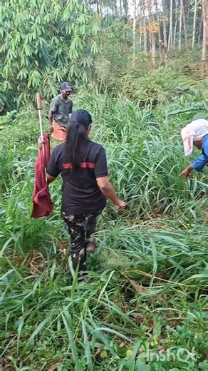 Dr Roshni_ on Instagram: "Python #rescue#meenankal #wild animl #rrt"