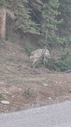 Surprise wolf encounter this morning in Grand Teton National Park...so close all I could do was pull over and scramble for the phone... | T. Lyn Neufeld Photography