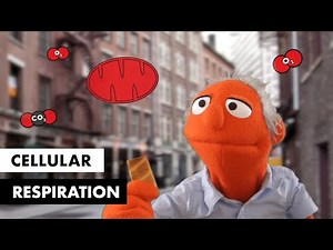 Cellular Respiration Explained with Animation and Puppets (Updated Version)